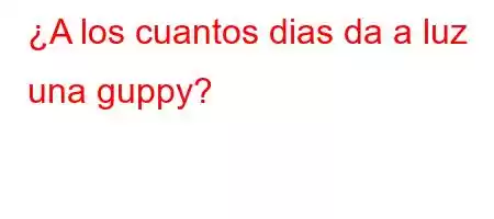 ¿A los cuantos dias da a luz una guppy?