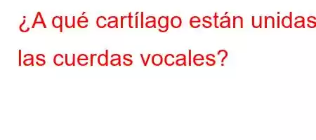 ¿A qué cartílago están unidas las cuerdas vocales