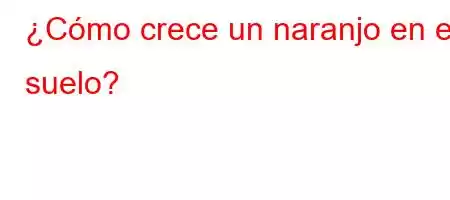 ¿Cómo crece un naranjo en el suelo?