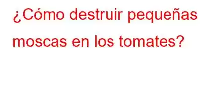 ¿Cómo destruir pequeñas moscas en los tomates?