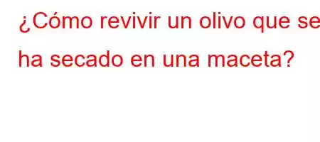 ¿Cómo revivir un olivo que se ha secado en una maceta?