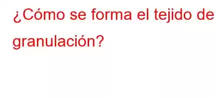 ¿Cómo se forma el tejido de granulación?