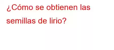 ¿Cómo se obtienen las semillas de lirio