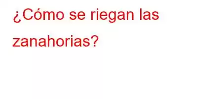 ¿Cómo se riegan las zanahorias