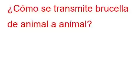 ¿Cómo se transmite brucella de animal a animal?