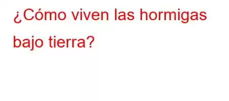 ¿Cómo viven las hormigas bajo tierra