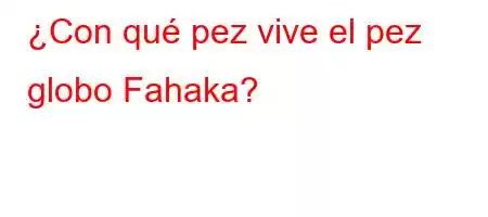 ¿Con qué pez vive el pez globo Fahaka?