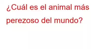 ¿Cuál es el animal más perezoso del mundo