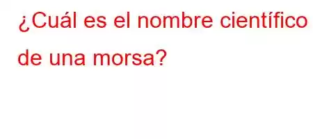 ¿Cuál es el nombre científico de una morsa?