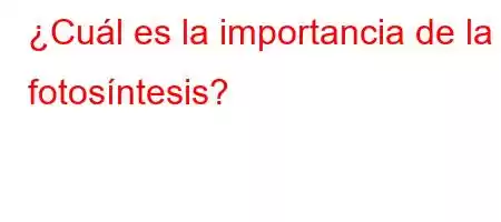 ¿Cuál es la importancia de la fotosíntesis?