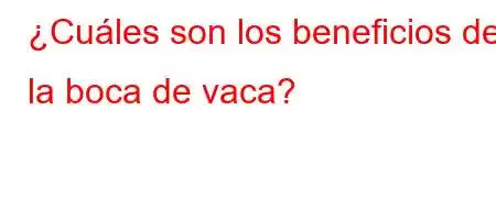 ¿Cuáles son los beneficios de la boca de vaca