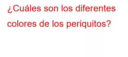 ¿Cuáles son los diferentes colores de los periquitos?