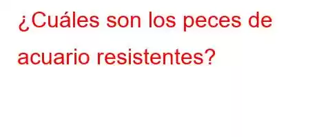 ¿Cuáles son los peces de acuario resistentes?