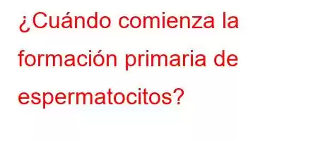 ¿Cuándo comienza la formación primaria de espermatocitos