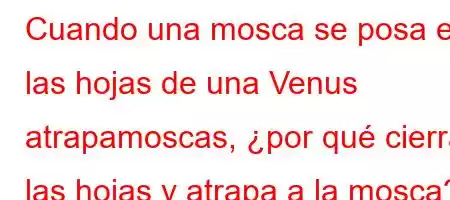 Cuando una mosca se posa en las hojas de una Venus atrapamoscas, ¿por qué cierra las hojas y atrapa a la mosca?