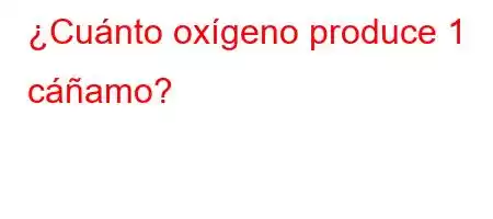 ¿Cuánto oxígeno produce 1 cáñamo?