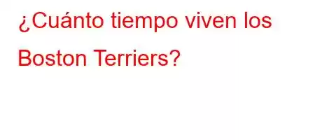 ¿Cuánto tiempo viven los Boston Terriers?