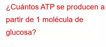 ¿Cuántos ATP se producen a partir de 1 molécula de glucosa?