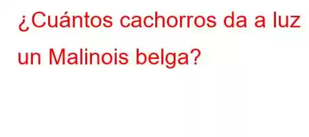 ¿Cuántos cachorros da a luz un Malinois belga