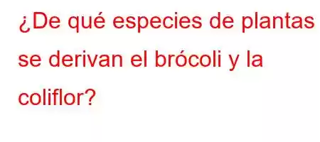 ¿De qué especies de plantas se derivan el brócoli y la coliflor?