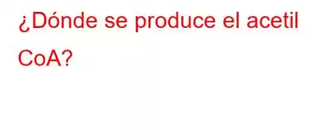 ¿Dónde se produce el acetil CoA?