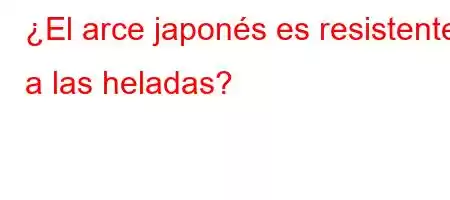 ¿El arce japonés es resistente a las heladas?