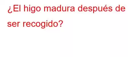 ¿El higo madura después de ser recogido