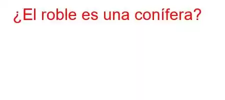 ¿El roble es una conífera?