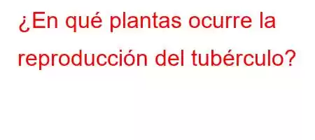 ¿En qué plantas ocurre la reproducción del tubérculo