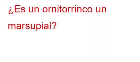 ¿Es un ornitorrinco un marsupial?