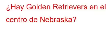 ¿Hay Golden Retrievers en el centro de Nebraska?