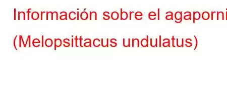 Información sobre el agapornis (Melopsittacus undulatus)