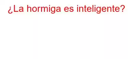 ¿La hormiga es inteligente?