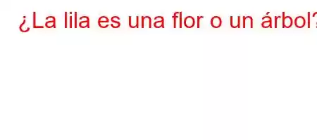 ¿La lila es una flor o un árbol?