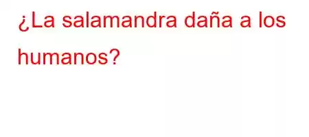 ¿La salamandra daña a los humanos