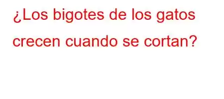 ¿Los bigotes de los gatos crecen cuando se cortan