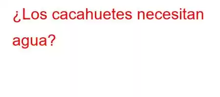 ¿Los cacahuetes necesitan agua?