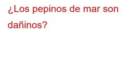 ¿Los pepinos de mar son dañinos?