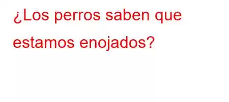 ¿Los perros saben que estamos enojados?