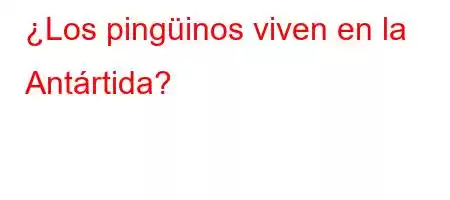 ¿Los pingüinos viven en la Antártida?