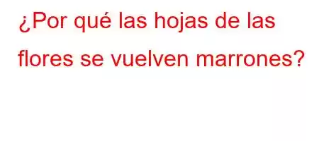 ¿Por qué las hojas de las flores se vuelven marrones?