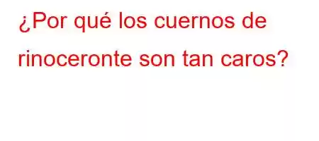 ¿Por qué los cuernos de rinoceronte son tan caros?