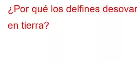 ¿Por qué los delfines desovan en tierra