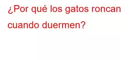 ¿Por qué los gatos roncan cuando duermen?