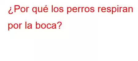 ¿Por qué los perros respiran por la boca?