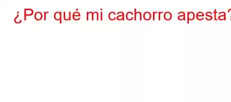 ¿Por qué mi cachorro apesta