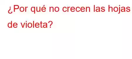 ¿Por qué no crecen las hojas de violeta