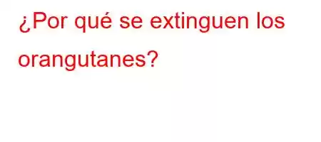 ¿Por qué se extinguen los orangutanes?