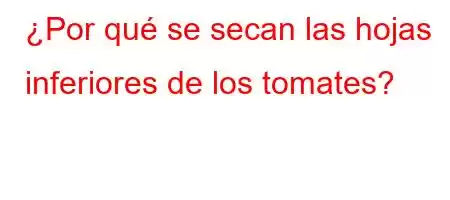 ¿Por qué se secan las hojas inferiores de los tomates?