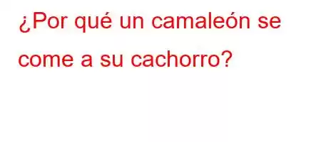 ¿Por qué un camaleón se come a su cachorro?